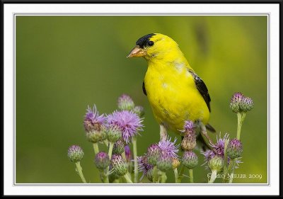 PC-_J3W0972CC framed.jpg