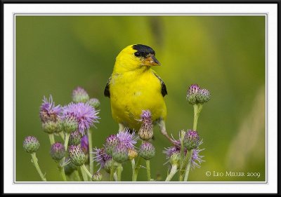 PC-_J3W0976CC framed.jpg