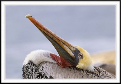 brown_pelicans