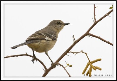 Mockingbirds