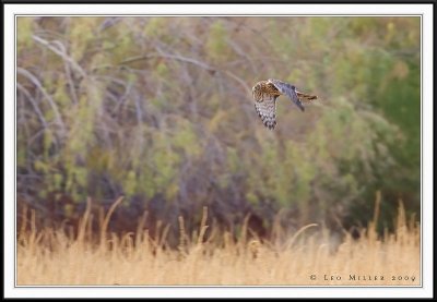Northern Harrier