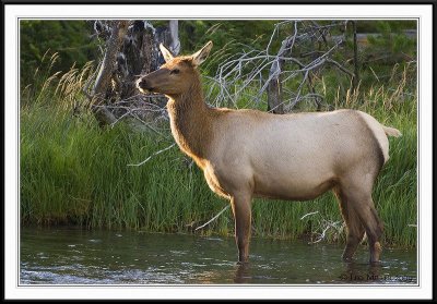 PC-_J3W1788CC framed.jpg
