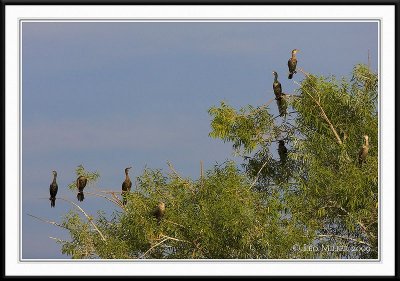 PC-_J3W0396CC framed.jpg