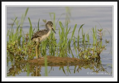 PC-_J3W0459CC framed.jpg