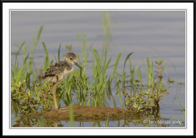 PC-_J3W0465CC framed.jpg