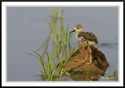 PC-_J3W0469CC framed.jpg