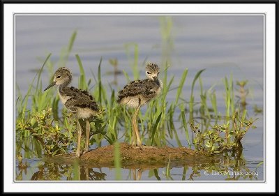 PC-_J3W0494CC framed.jpg