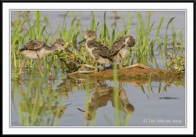 PC-_J3W0511CC framed.jpg