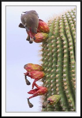 PC-_J3W0764CC framed.jpg