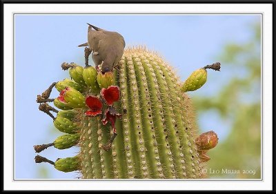 PC-_J3W0782CC framed.jpg