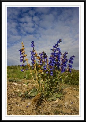 PC-_J3W4885CC framed.jpg
