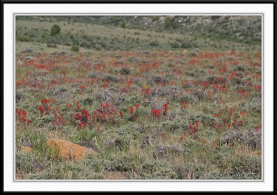 PC-_MG_8951CC framed.jpg
