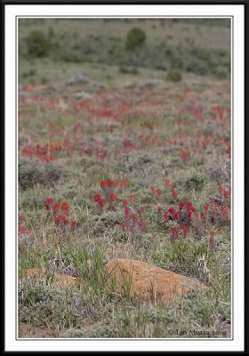 PC-_MG_8956CC framed.jpg
