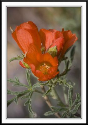 PC-_J3W8055CC framed.jpg