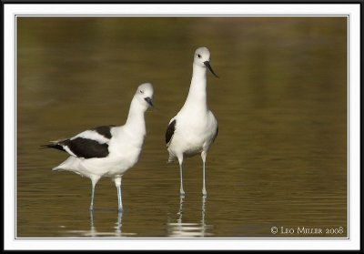 PC-_J3W6454CC framed.jpg