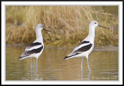PC-_J3W6457CC framed.jpg