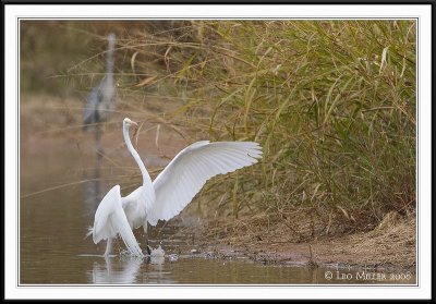 PC-_J3W7734CC framed.jpg