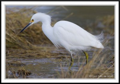 PC-_J3W7445CC framed.jpg