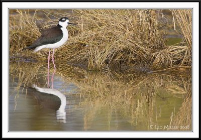 PC-_J3W7498CC framed.jpg