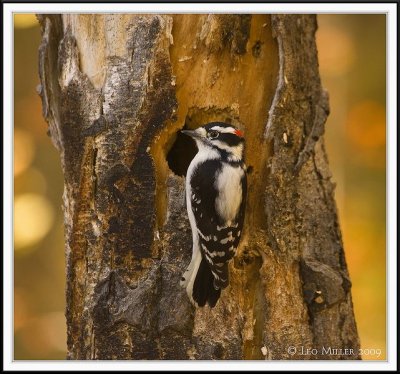 PC-_J3W2839CC framed.jpg