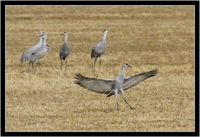 Bosque del Apache, NM  Nov. 2007