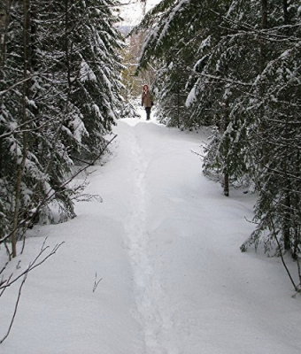 Tittut i skogen