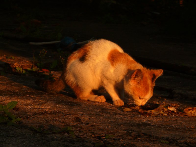 Cat Hsipaw.jpg