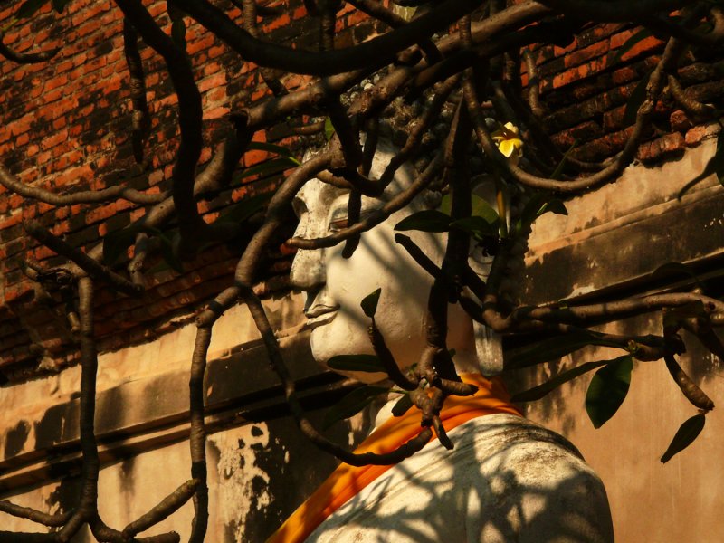 Hidden by branches.jpg