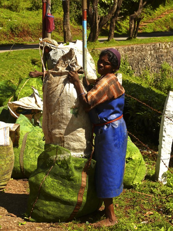Female tea worker.jpg
