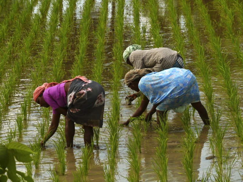 In the rice paddies.jpg