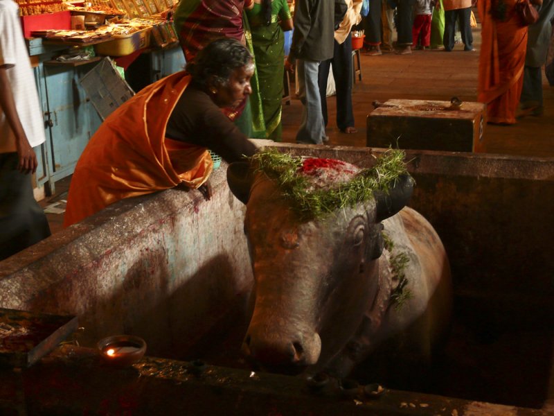 Touching Nandi.jpg
