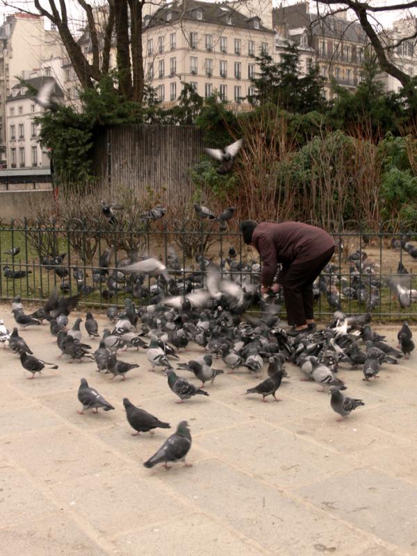 Feeding pigeons