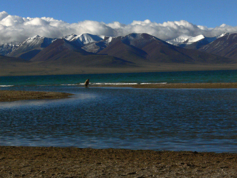 Lone person Lake Namtso