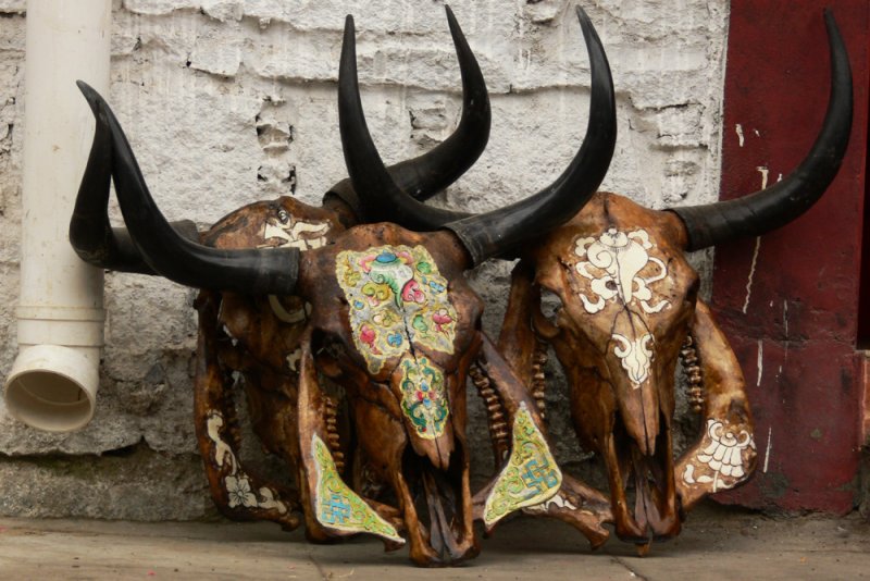 Yak skulls for sale