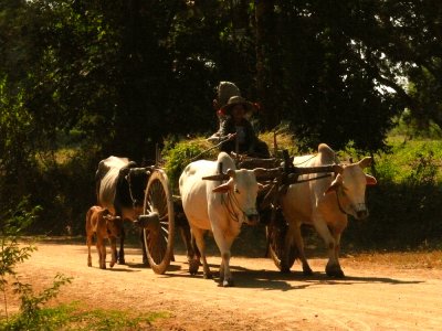 Ox cart 2 Bagan.jpg