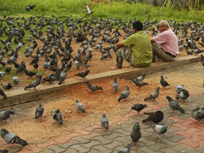 Chat with pigeons.jpg