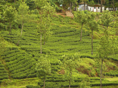 Munnar tea fields.jpg