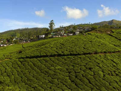 Tea plantation Munnar.jpg