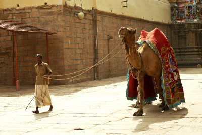 Temple camel.jpg
