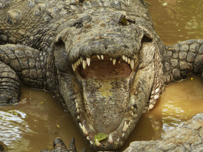 Croc up close and personal.jpg