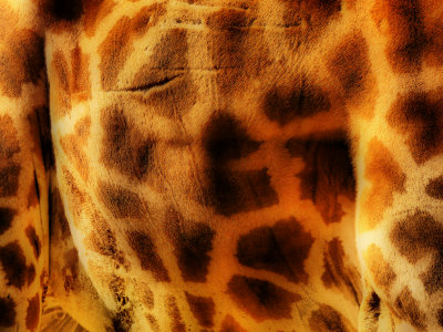 Giraffe pattern.jpg