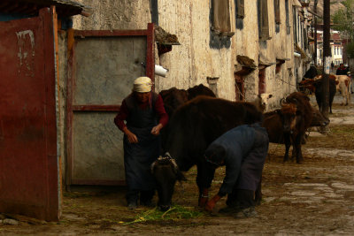 Daily life in Gyantse