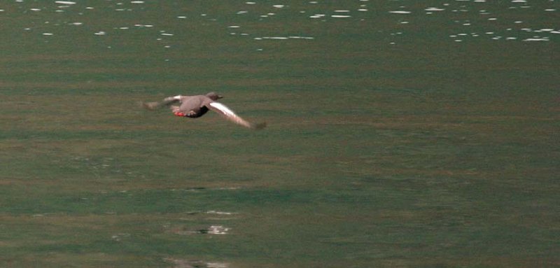 White-winged Scoter - Take off sequence 7