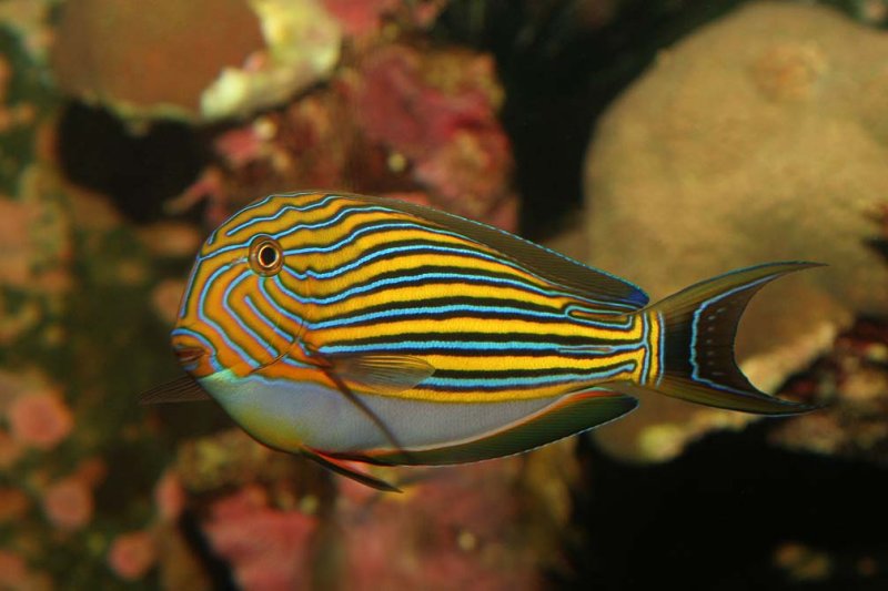Lined Tang