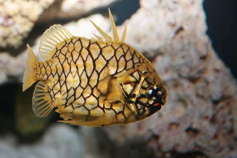 Pineconefishes