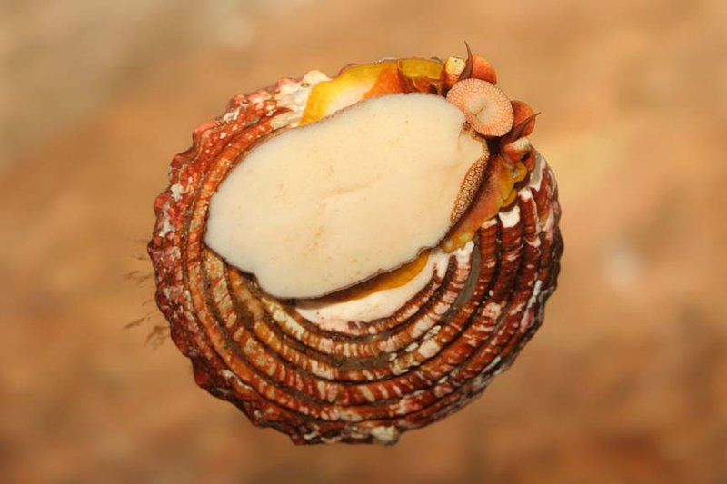Snails