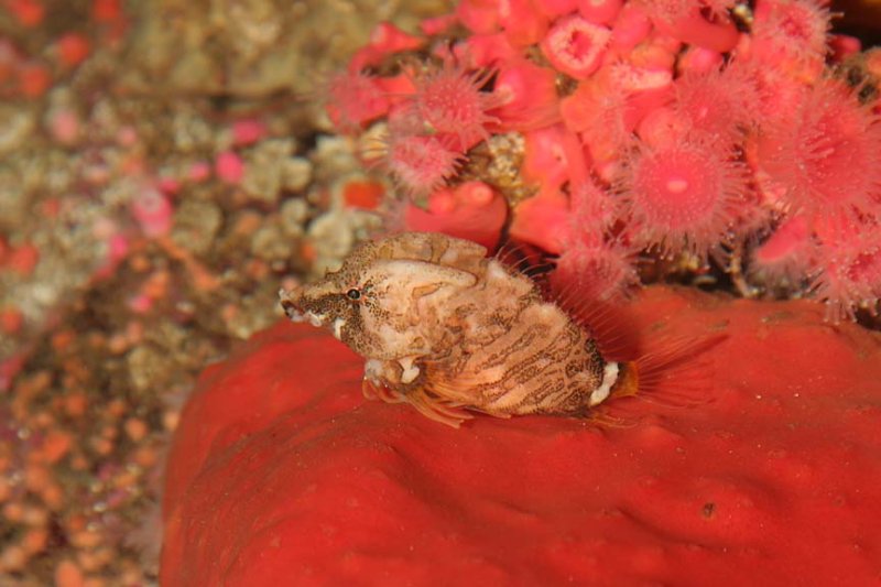 Sculpins