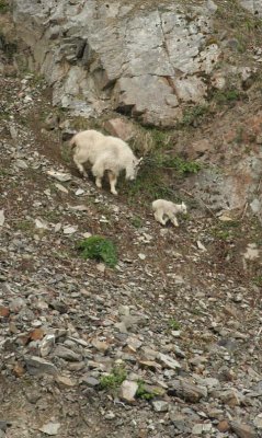 Mother and Baby Mountain Goat