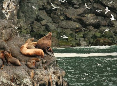 Steller Sea Lion - Roaring Alpha Male