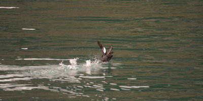 White-winged Scoter - Take off sequence 1